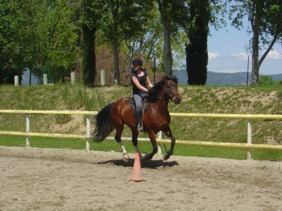cours a cheval ou poney