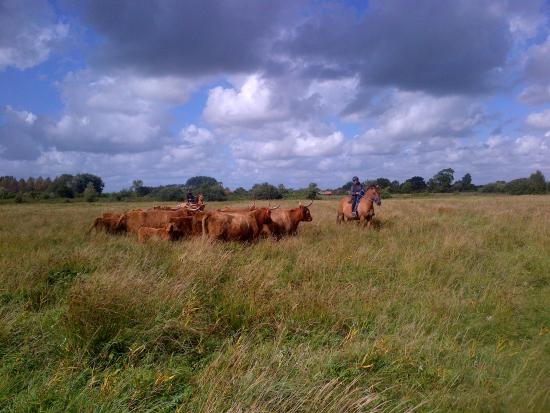 cutting avec les vaches