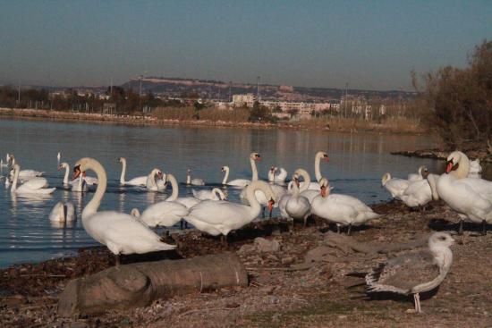 cygnes sur l etang de