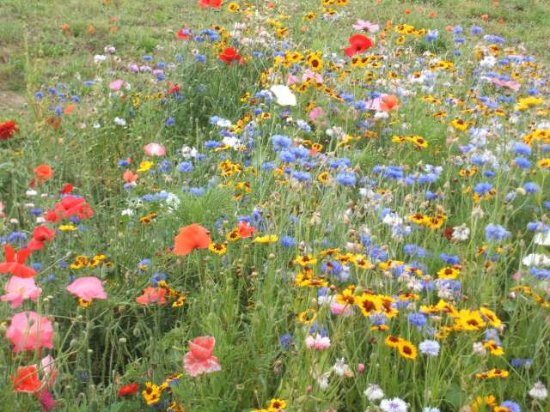 detail d un parterre