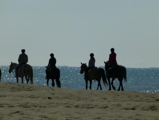 ecurie de la roulotte