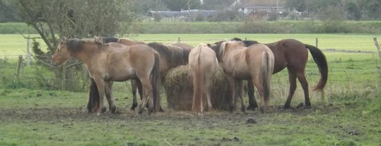 espace equestre henson