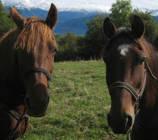 ferme equestre le chalet
