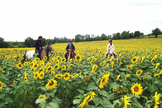 ferme equestre le cheval