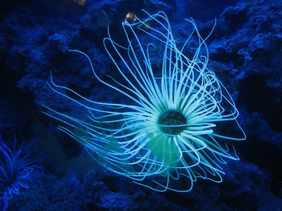 filename torreilles 2011