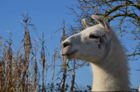 getlstd property photo 428