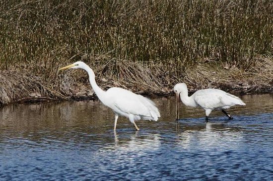 grande aigrette et spatule