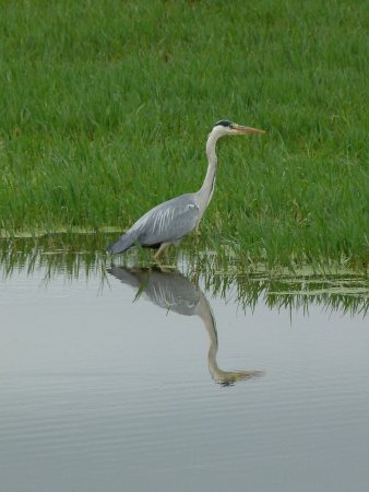 heron observe fin juin