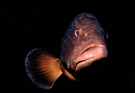 hippocampe diving center