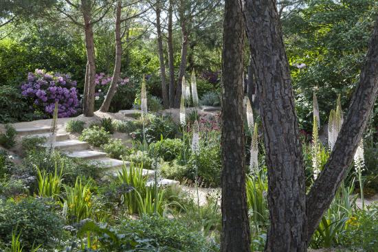 jardin agapanthe alexandre