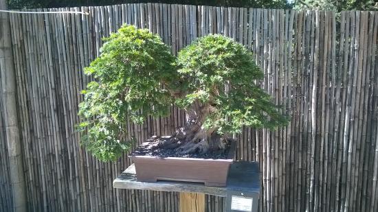 jardin arboretum bonsai
