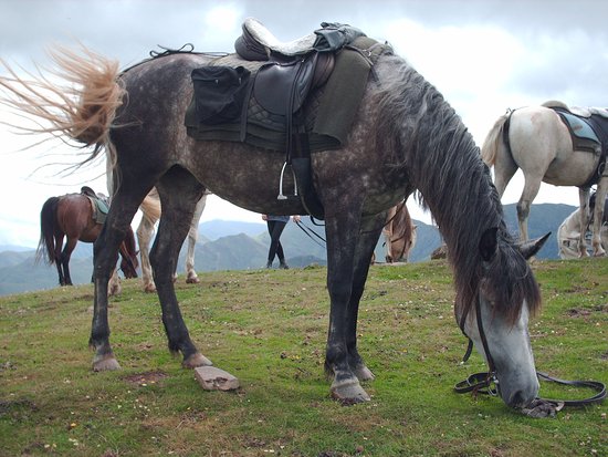 jument espagnole a 700