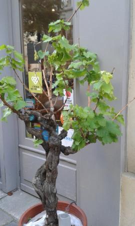 l ecole du vin bio