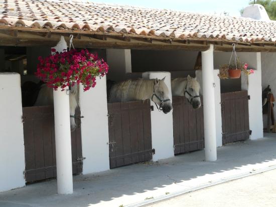 l ecuries de l auberge