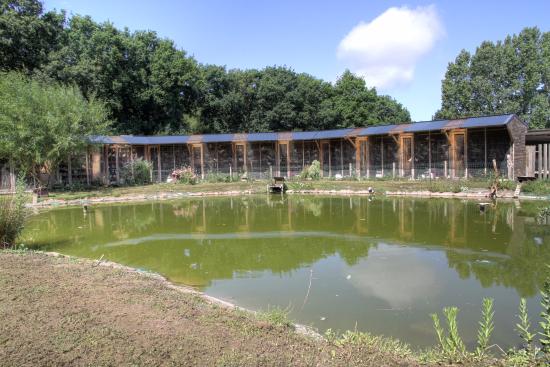 l elevage des pigeons