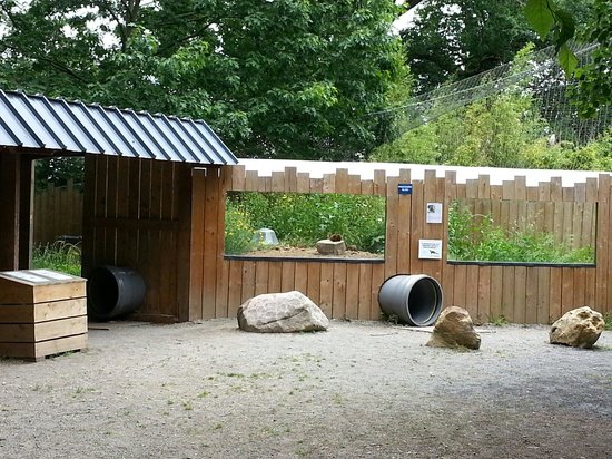 l enclos des mangoustes