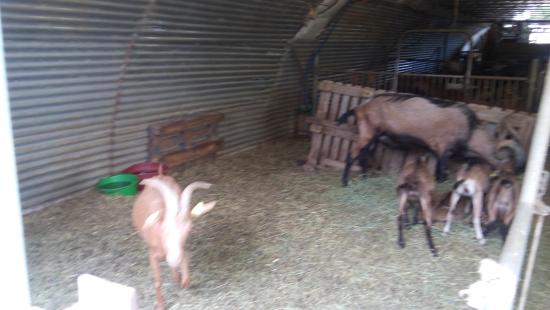 la chevrerie du bois