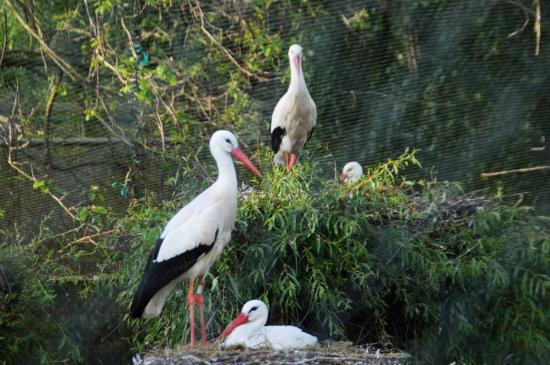 la cigogne blanche d