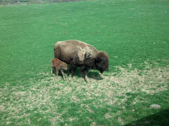 la ferme aux bisons