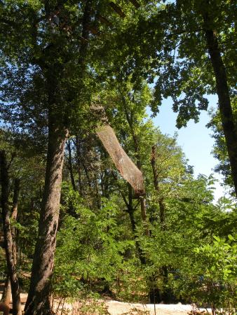 la foret des ecureuils