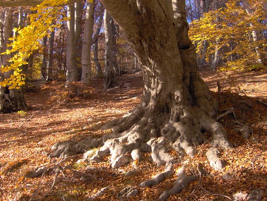 la magie de l automne