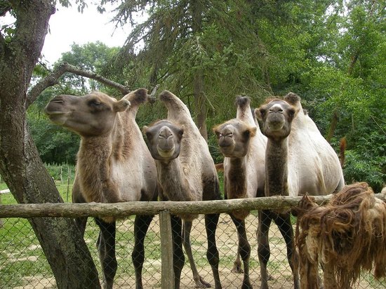 la maison des chameaux