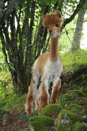 la montagnes des lamas