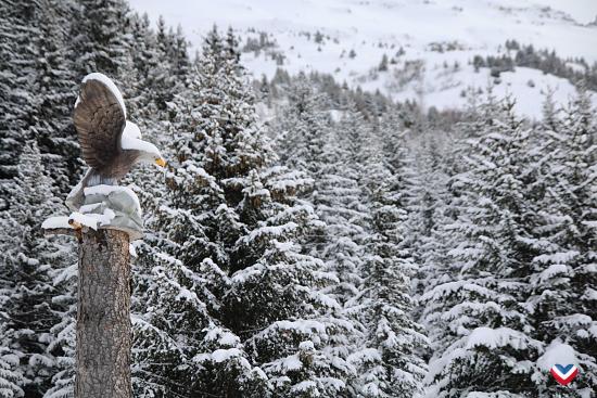 la piste des animaux