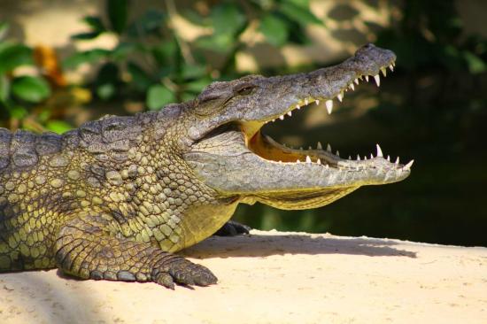 la planete des crocodiles