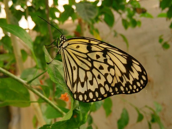 la serre aux papillons