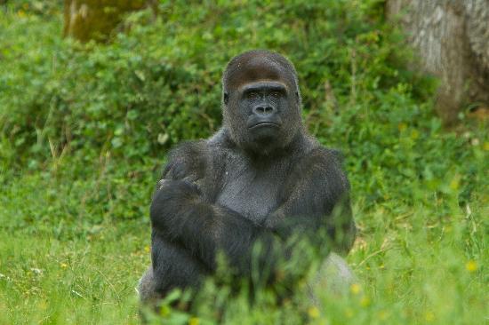 la vallee des singes