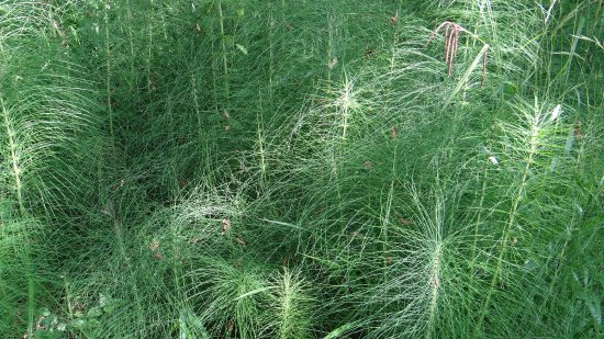 la vegetation est superbe