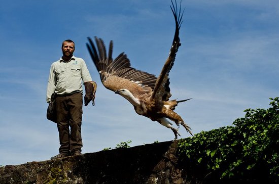 la volerie des aigles
