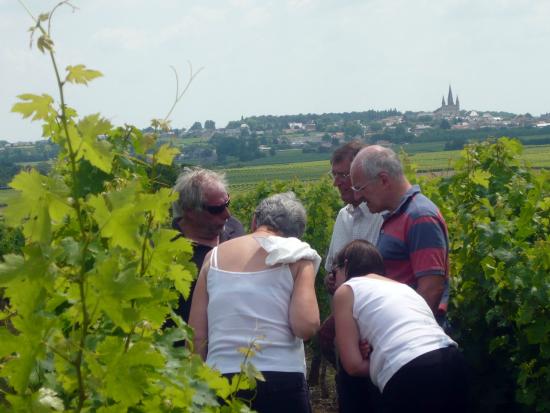 le clos des guyons immersion