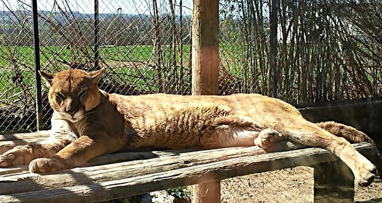 le domaine des fauves