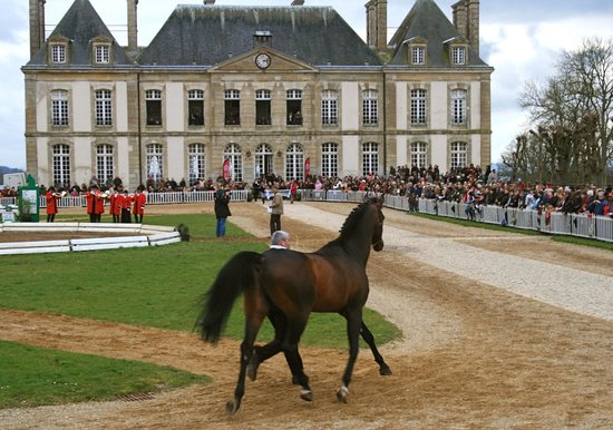 le haras du pin