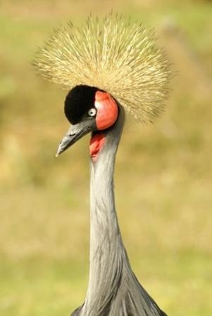 le jardin aux oiseaux