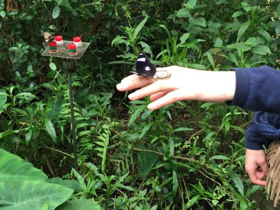 le jardin des papillons