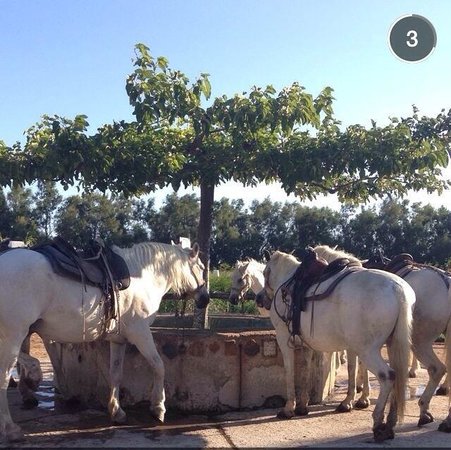 le palomino le boumian