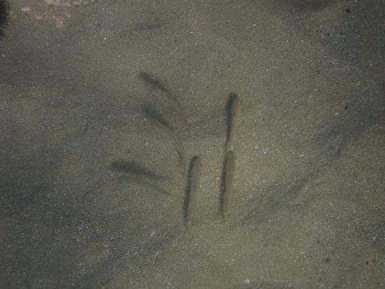 le sentier sous marin