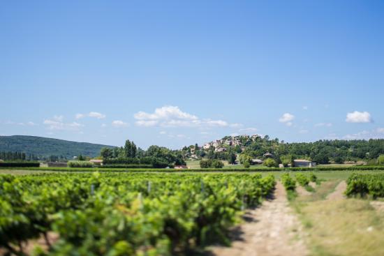 le vignoble
