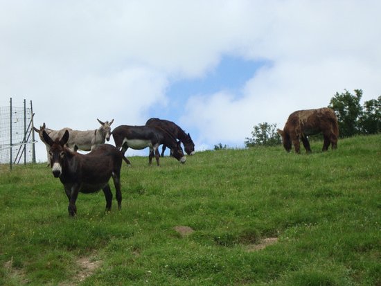 les anes du parc de l
