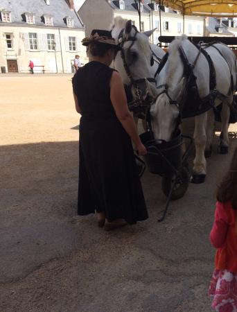 les chevaux de marolles
