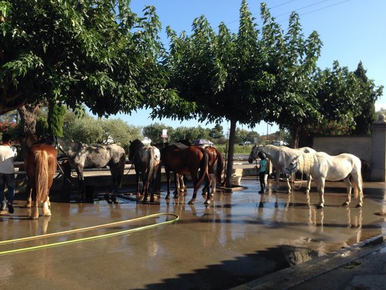 les chevaux de promenade