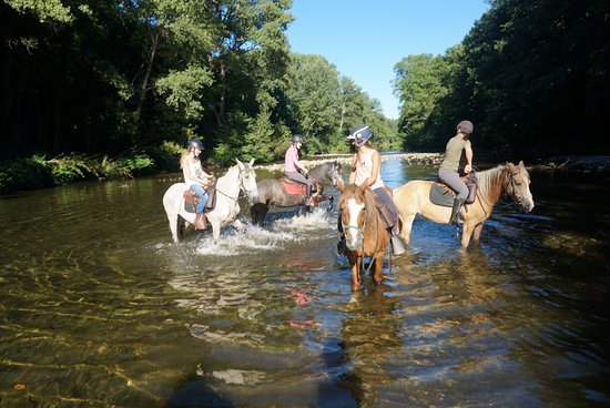 les chevaux du cantaure