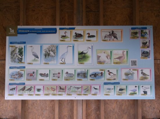 les especes ailees occupant