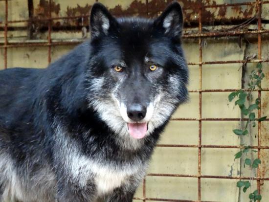 les loups du castel la