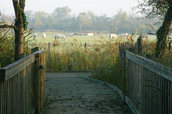 les marais du vigueirat