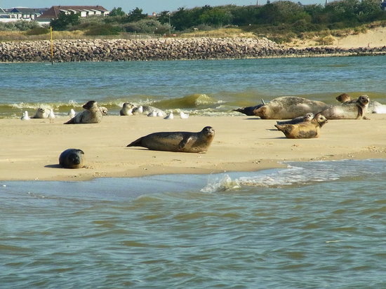 les phoques vu du bateau