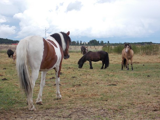 les poneys paissant